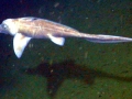 Chimaera