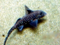 Chimaera