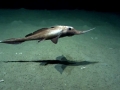 Chimaera