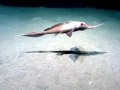 Chimaera