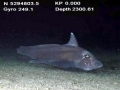 Chimaera