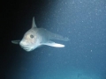 Chimaera