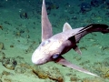 Chimaera