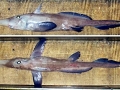 Chimaera