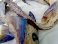 Chimaera
