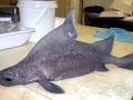Chimaera