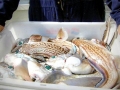 Chimaera