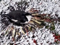 Chinstrap Penguin