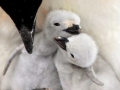 Chinstrap Penguin