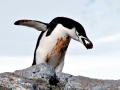 Chinstrap Penguin