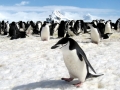 Chinstrap Penguin