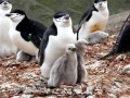Chinstrap Penguin