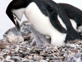 Chinstrap Penguin