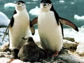 Chinstrap Penguin