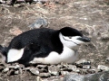 Chinstrap Penguin