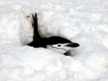 Chinstrap Penguin