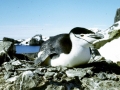 Chinstrap Penguin