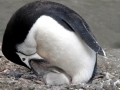 Chinstrap Penguin