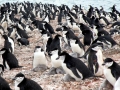 Chinstrap Penguin
