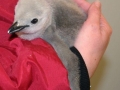 Chinstrap Penguin