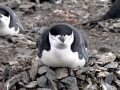 Chinstrap Penguin