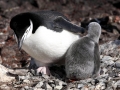 Chinstrap Penguin