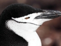 Chinstrap Penguin