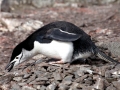 Chinstrap Penguin