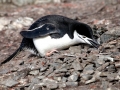 Chinstrap Penguin