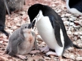 Chinstrap Penguin