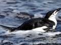 Chinstrap Penguin
