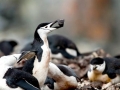 Chinstrap Penguin