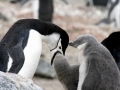 Chinstrap Penguin