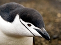 Chinstrap Penguin