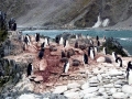 Chinstrap Penguin