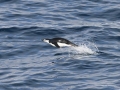 Chinstrap Penguin