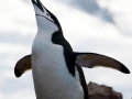 Chinstrap Penguin