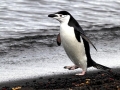Chinstrap Penguin