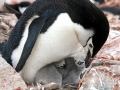 Chinstrap Penguin