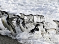 Chinstrap Penguin