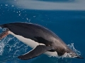 Chinstrap Penguin