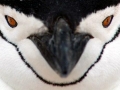 Chinstrap Penguin