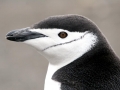 Chinstrap Penguin