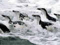 Chinstrap Penguin