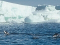Chinstrap Penguin