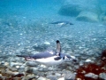 Chinstrap Penguin