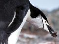 Chinstrap Penguin