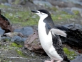 Chinstrap Penguin