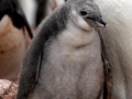 Chinstrap Penguin