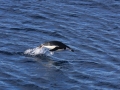 Chinstrap Penguin